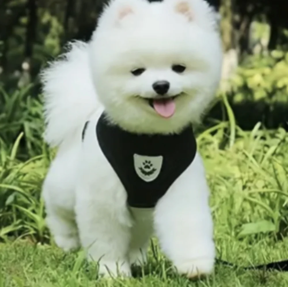 Air Mesh Puppy Medium Dog Harness/Leash Mesh Chest Strap Collar for cats/dog NWT